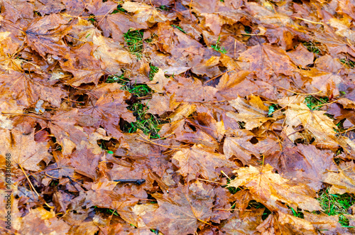 Pile of wet and decaying maple autumn leaves