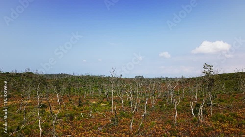 Luftaufnahme eines Waldbrandgebiets mit Drohne, drei Jahre nach dem Feuer an der Dune du Pilat in Frankreich, Auswirkungen vom Klimawandel, Feuer, tote Bäume