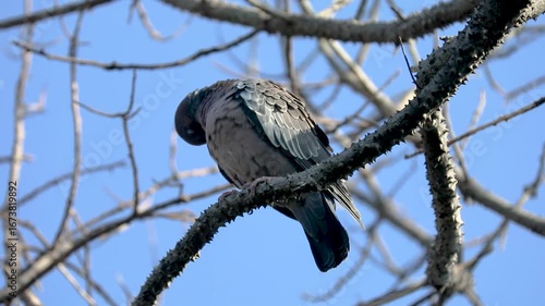 The white-winged dove (Patagioenas picazuro) is a columbid bird endemic to South America, found in Brazil, from the northeast to the south, in Paraguay, Uruguay, Bolivia and Argentina.