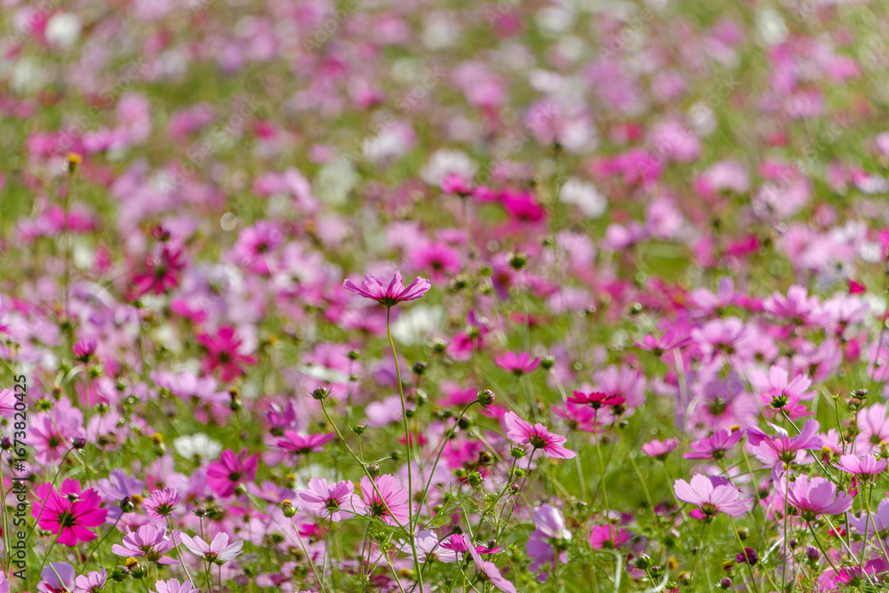 Fototapeta premium Colorful cosmos flower field in autumn