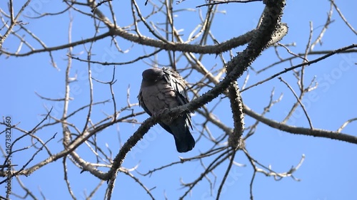 The white-winged dove (Patagioenas picazuro) is a columbid bird endemic to South America, found in Brazil, from the northeast to the south, in Paraguay, Uruguay, Bolivia and Argentina.