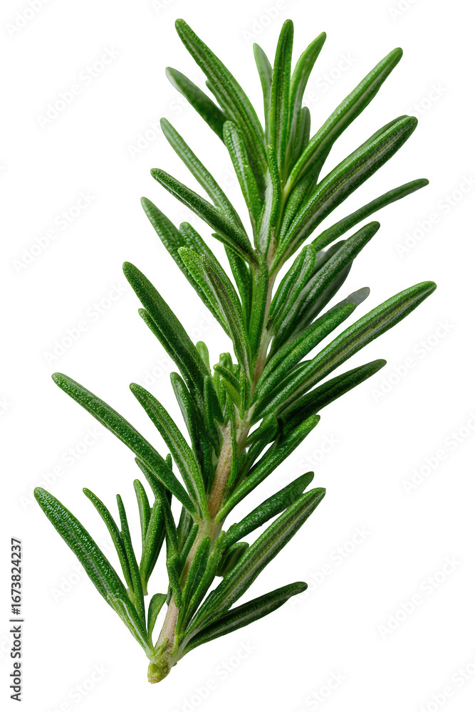 Fototapeta premium Fresh Green Rosemary Sprig Isolated on Black Background