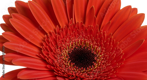 Stunning close-up of a vibrant red Gerbera daisy showcasing intricate petal detail and a rich central texture, perfect for conveying natural beauty and floral elegance. isolated on white background