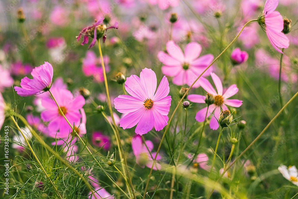 Fototapeta premium A cosmos flowers blossom fully, bathed in soft light and surrounded by the richness of a flower-filled field.
