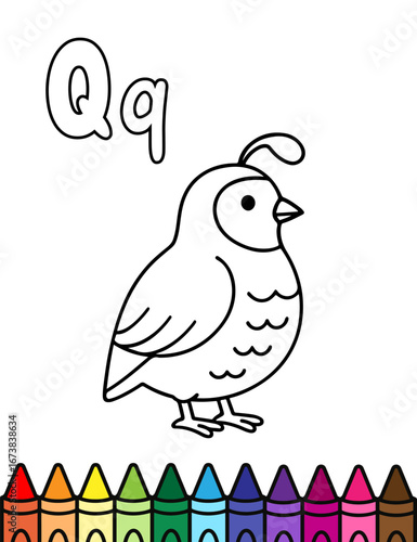 Cute quail coloring page for kids featuring a simple outlined bird with the letter Qq. Fun and educational activity sheet to teach alphabet learning while coloring this adorable quail design.