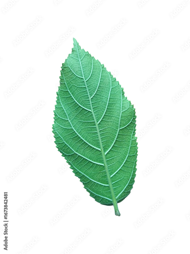 Fototapeta premium Bright Green Leaf Backside Isolated for Design or Botanical Illustration
