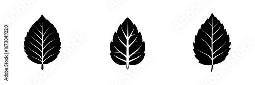 Minimalist black-and-white vector illustration of three distinct leaf silhouettes arranged side by side capturing a natural essence