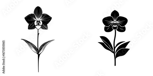 Minimalist black-and-white vector illustration of two orchid flowers with detailed leaves and stems