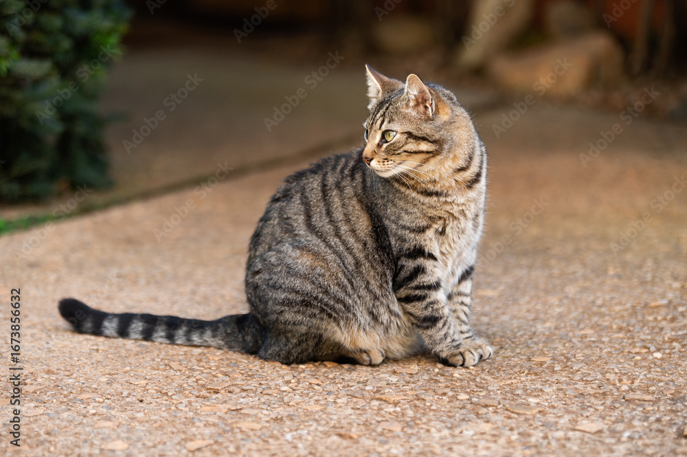 Naklejka premium GATO