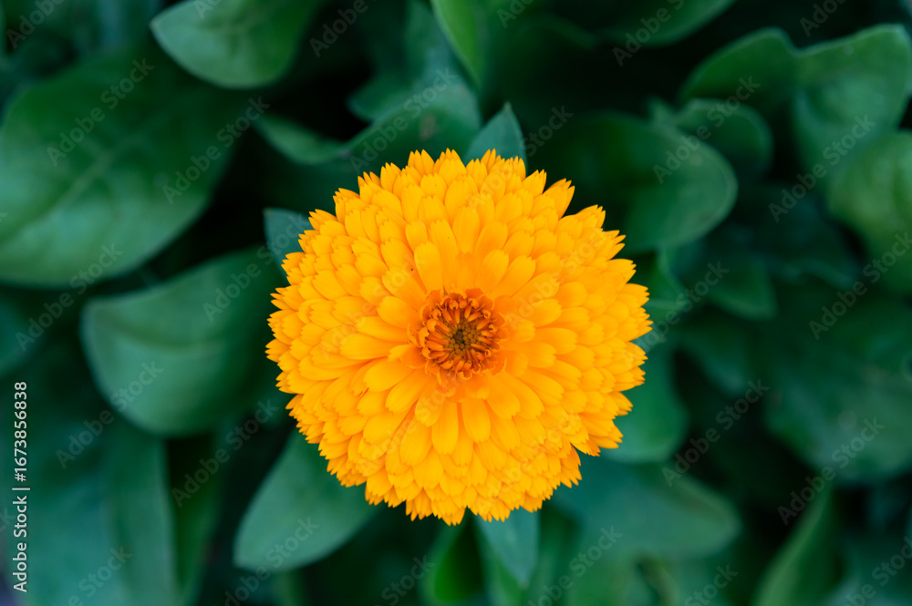 Obraz premium FLOR AMARELA