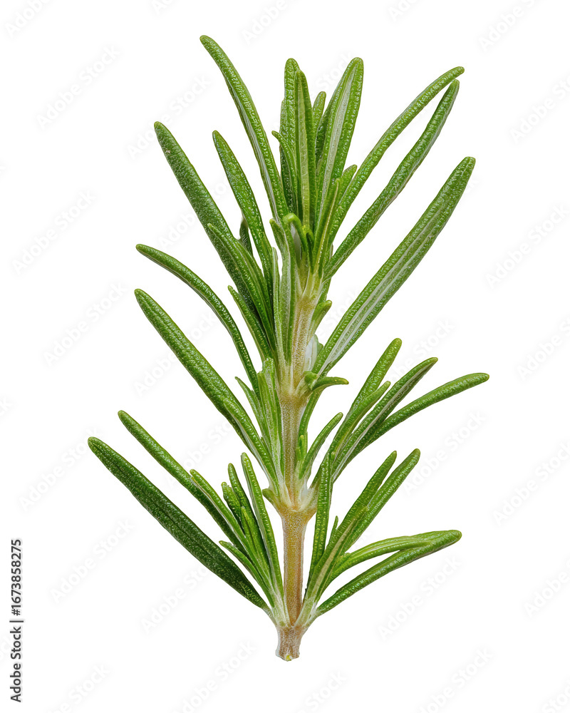 Fototapeta premium Fresh Green Rosemary Sprig on Black Background