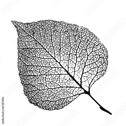 Detailed leaf vein structure vector illustration for botanical and nature designs and backgrounds