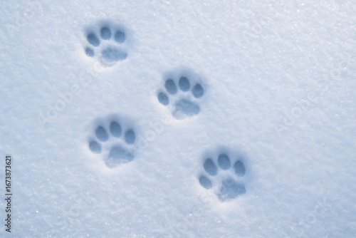Paw prints left in fresh snow during a winter day in a serene, natural setting
