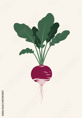Vibrant radish plant with deep green leaves and rich purple root on a clean, light background