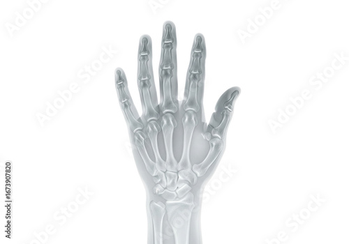 Hand Bones X-Ray White PNG Transparent Background