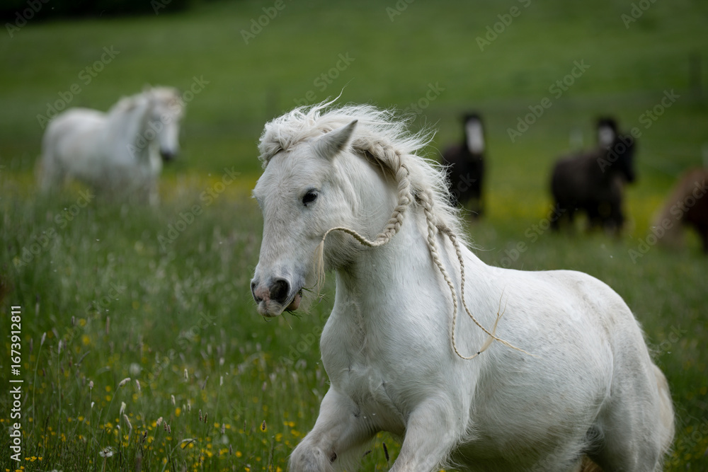 Obraz premium Irish Cob auf Weide