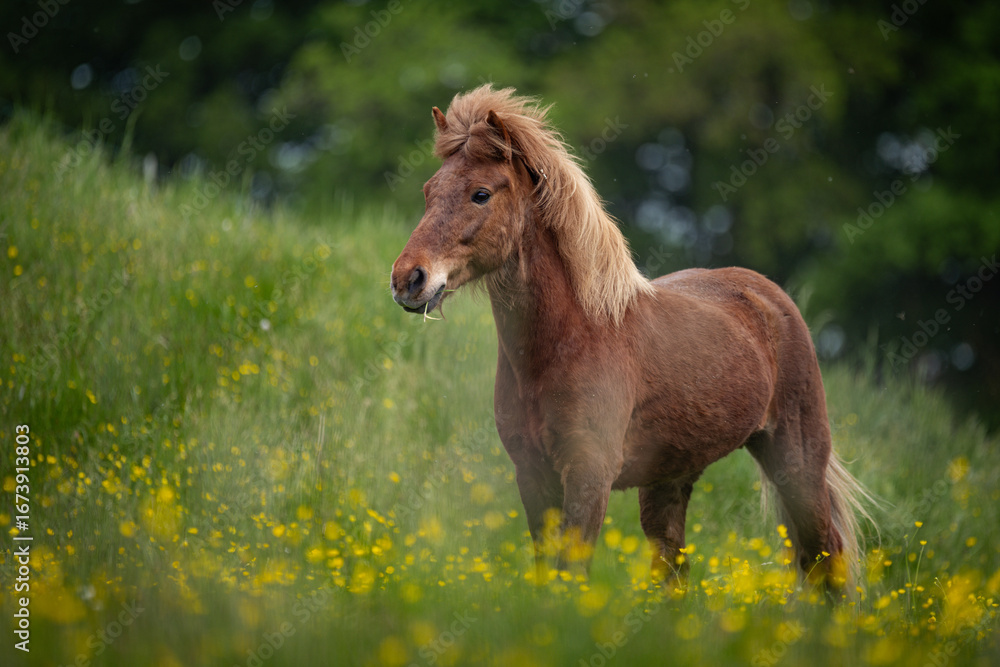 Obraz premium Islandpferd auf Koppel