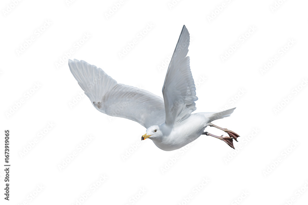Fototapeta premium Larus cachinnans in flight isolated on white background