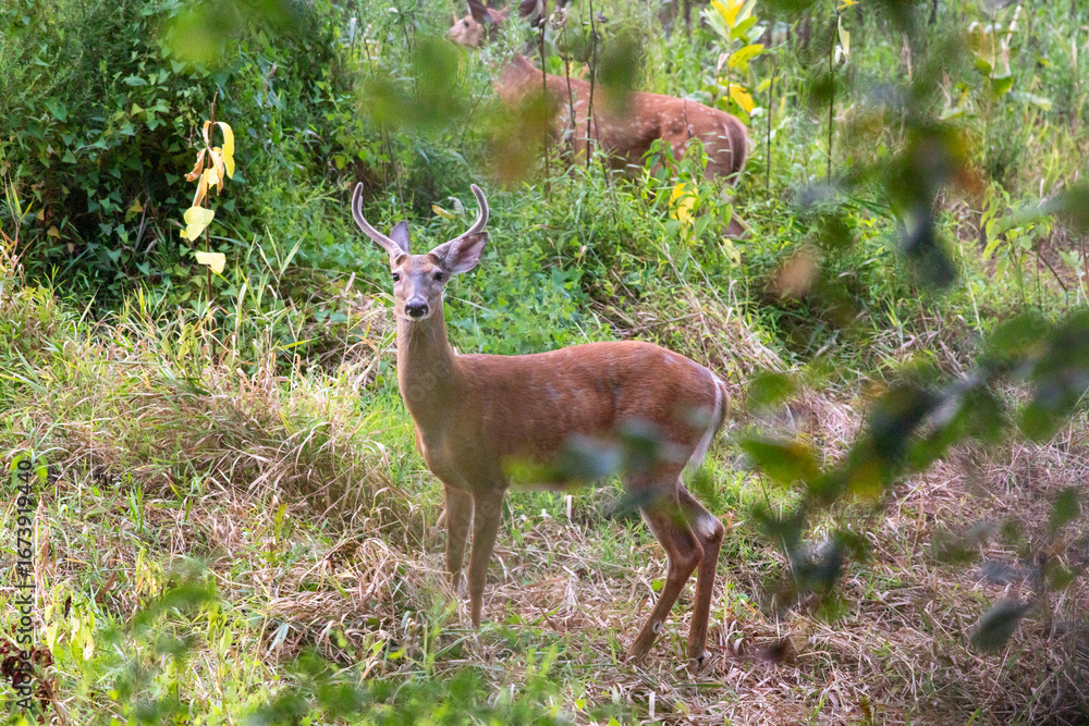 Fototapeta premium white tailed deer