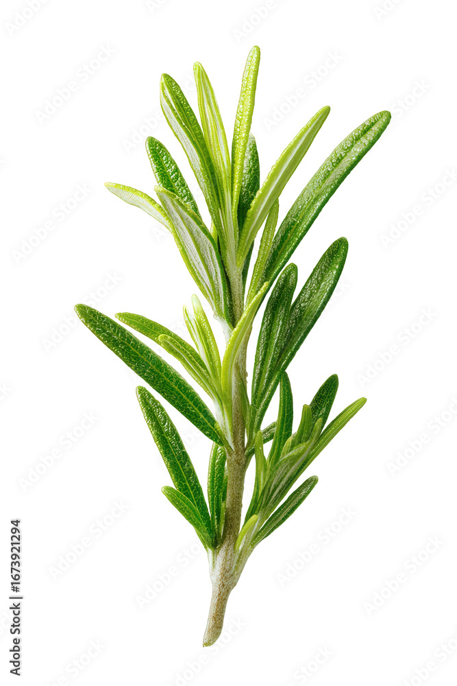 Fototapeta premium Fresh Green Rosemary Sprig on Black Background