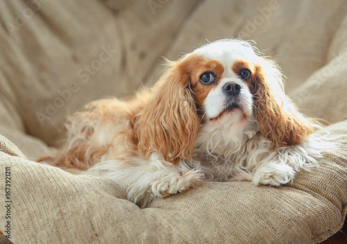 old cavalier king charles spaniel dog sitting on chair