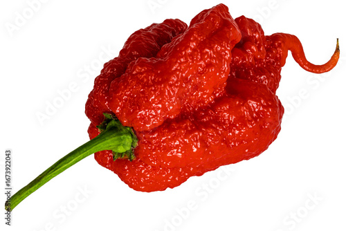 Extremely hot Carolina Reaper pepper - HP22B,  top of the scoville scale