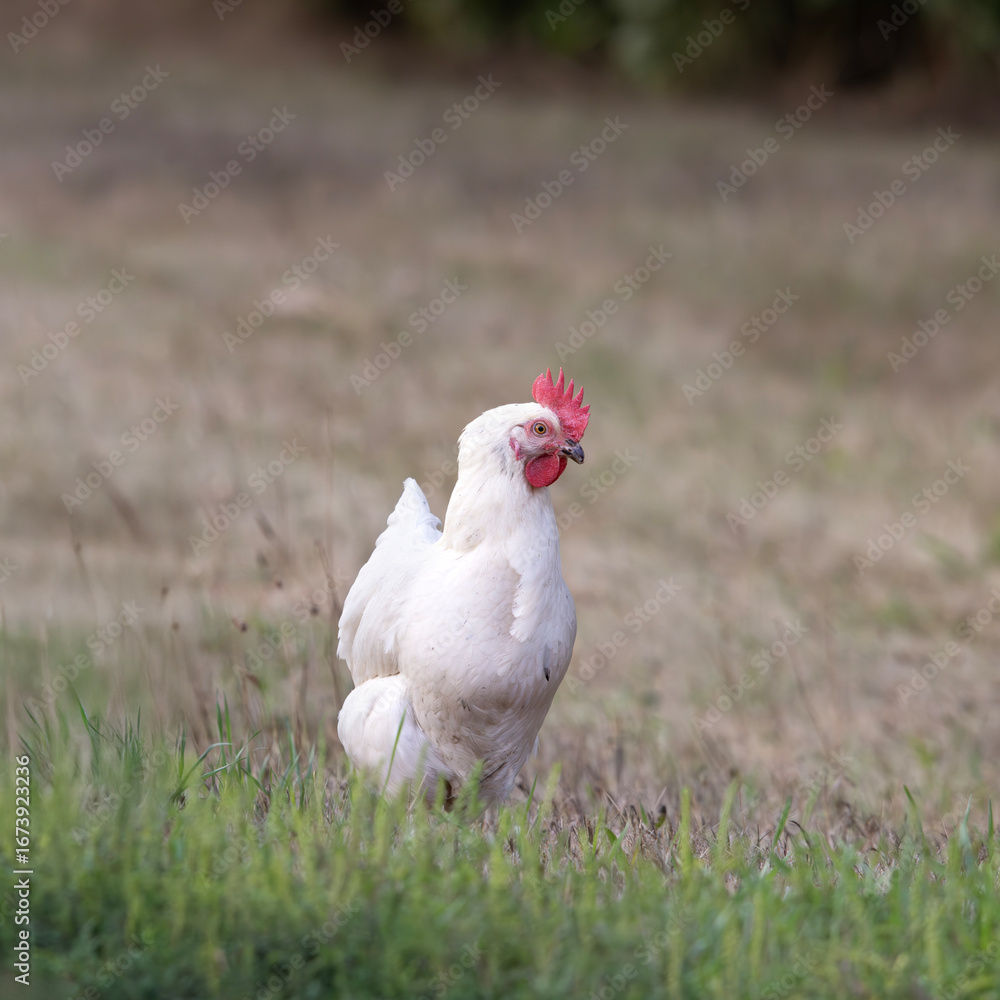 Fototapeta premium White free range hen chicken Gallus gallus domesticus standing in a grassy area
