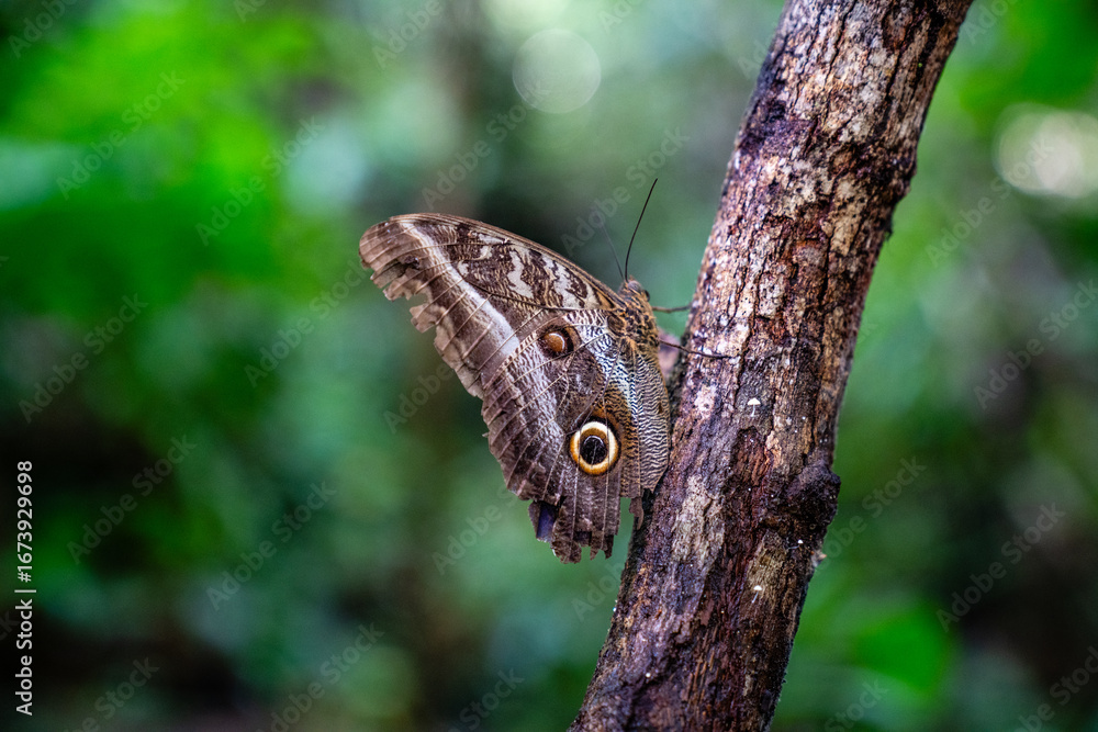 Fototapeta premium Eulenfalter sitzt mit geschlossen Flügeln auf einem Baumstamm im Amazonas Regenwald in Peru