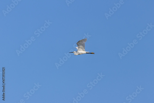 Canvas Print Little Egret Egretta garzetta (coastal wetlands and estuaries) Bull Island Dubli