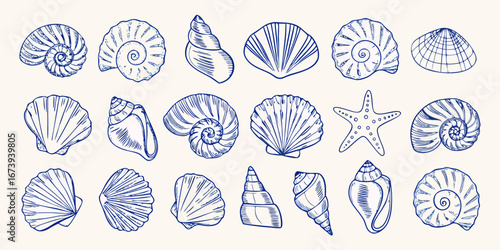 Assortment of Blue Hand Drawn Seashells and Starfish on a Light Background marine ocean