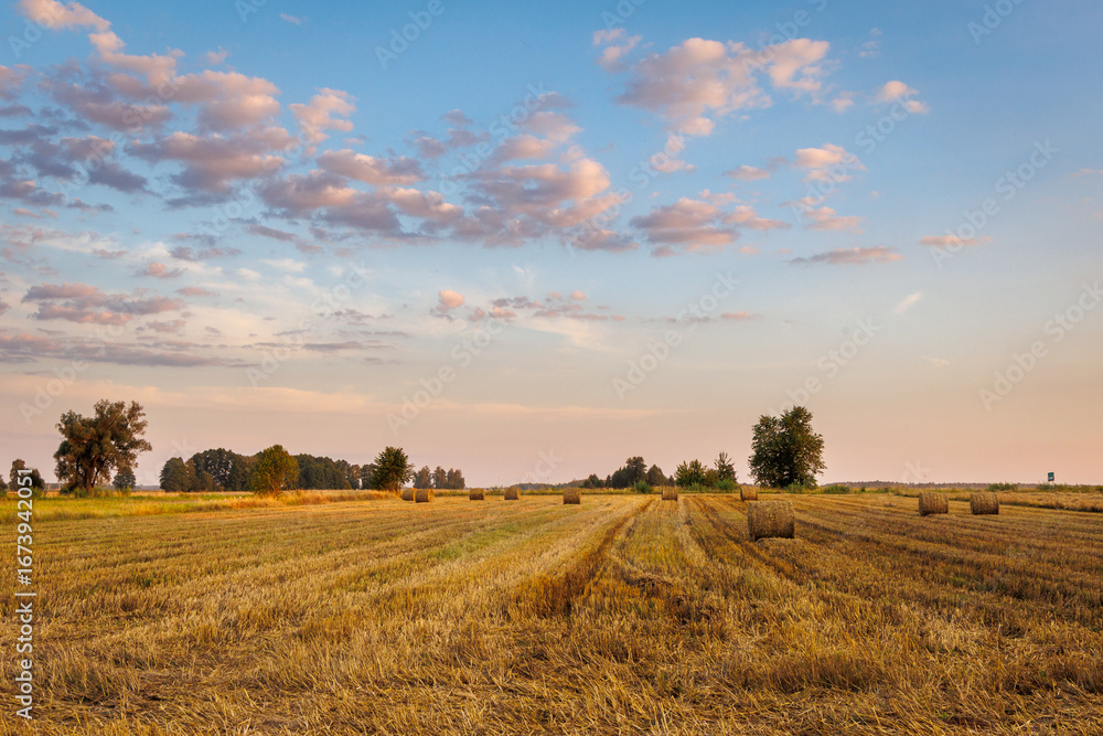 Fototapeta premium Straw bales on a field during harvesting season in Wegrow County, Masovia region of Poland