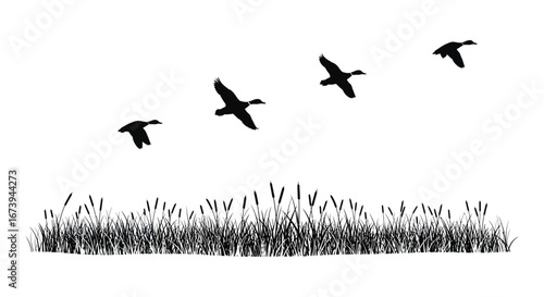 Four birds flying over grassy field in a clear sky