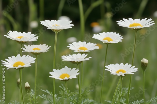 Beautiful White Daisies in a Meadow Field