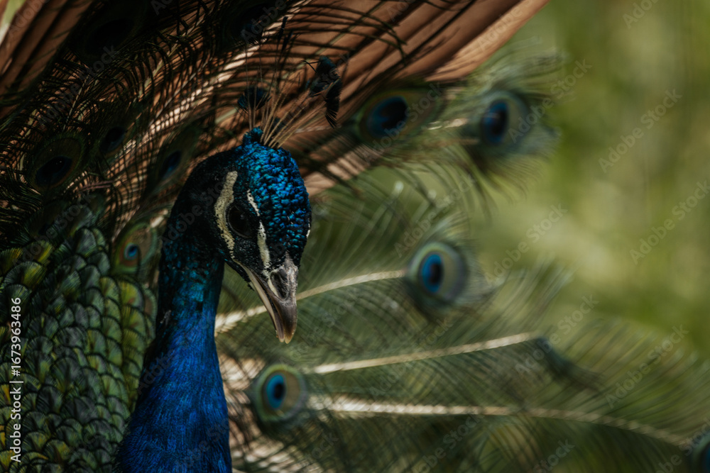 Obraz premium Close-up of a peacock with vibrant blue plumage and an impressive fan of colorful feathers, showcasing its striking beauty.