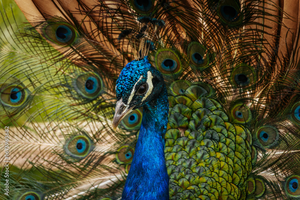 Obraz premium Close-up of a peacock with vibrant blue plumage and an impressive fan of colorful feathers, showcasing its striking beauty.