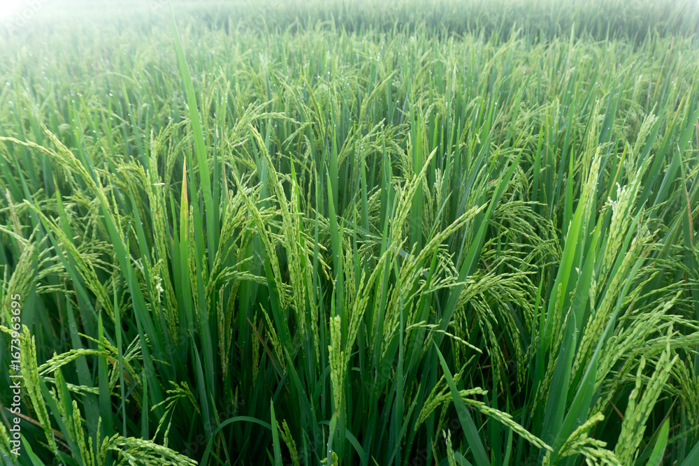 Fototapeta premium Green rice field in Bali. Close up of paddy plants with the new grains growing in the morning. Green environment background of the agriculture field.