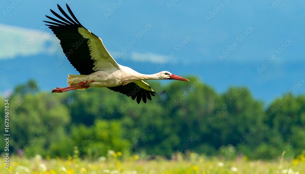 Naklejka premium White stork in flight over a field (1)