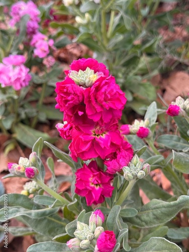 Wallpaper Mural bouquet of roses Torontodigital.ca