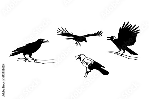 Striking graphic illustration set capturing the enigmatic allure and intelligent behavior of corvids, showcasing these fascinating birds in various natural postures and dynamic flight