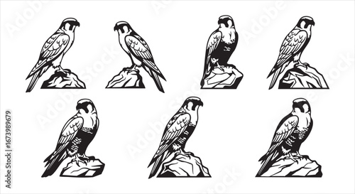 Illustration of falcons perched on rocks, isolated on white background, showcasing their majestic features and predatory nature in a minimalist design