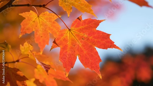 Bright Orange Maple Leaves In Autumn Sunlight
