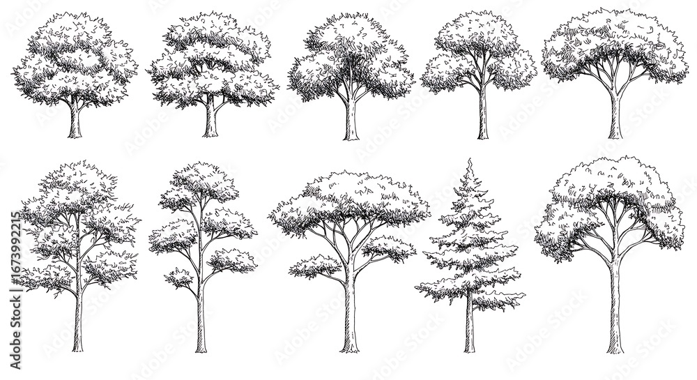 Fototapeta premium Hand-Drawn Tree Collection: Detailed Line Art Sketches