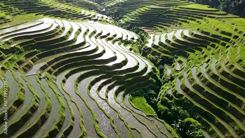 Stunning Aerial View of Lush Green Rice Terraces Reflecting Sunlight