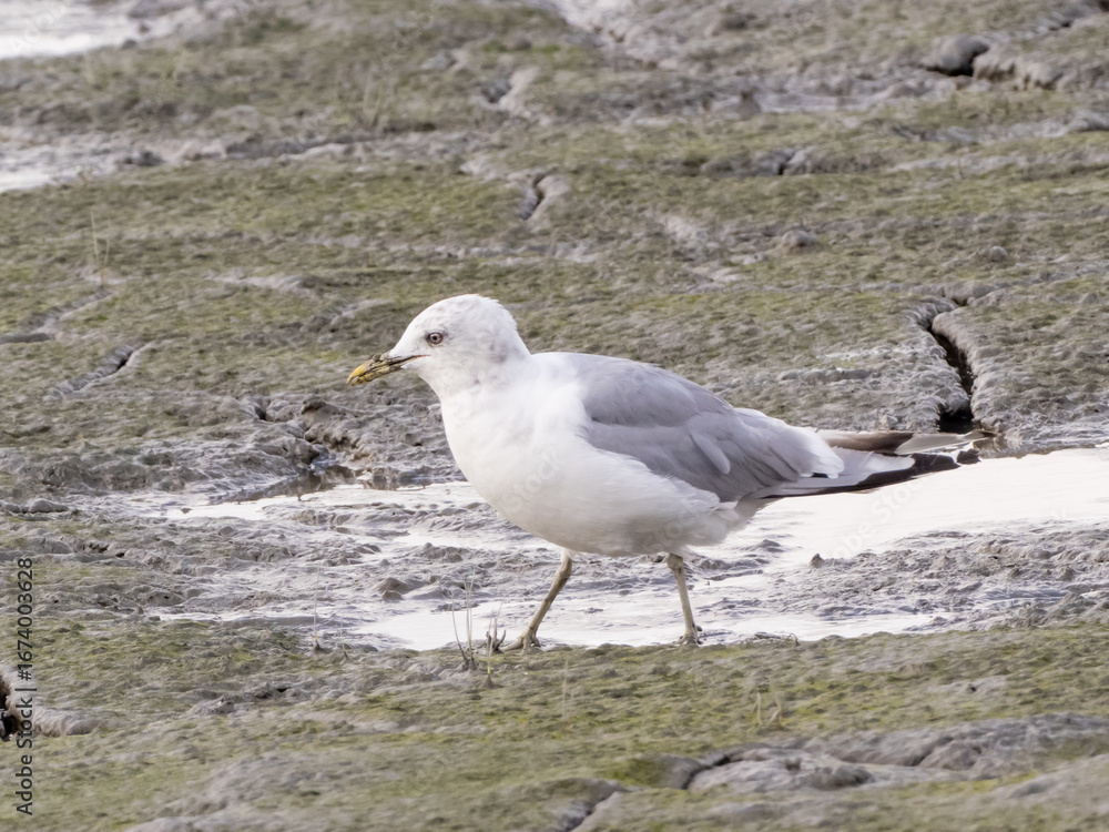 Fototapeta premium An adult Short-billed Gull feeding on a mudflat