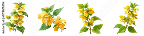Yellow archangel flower isolated on transparent background.
