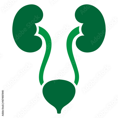 human renal system, kidney and bladder silhouette icon