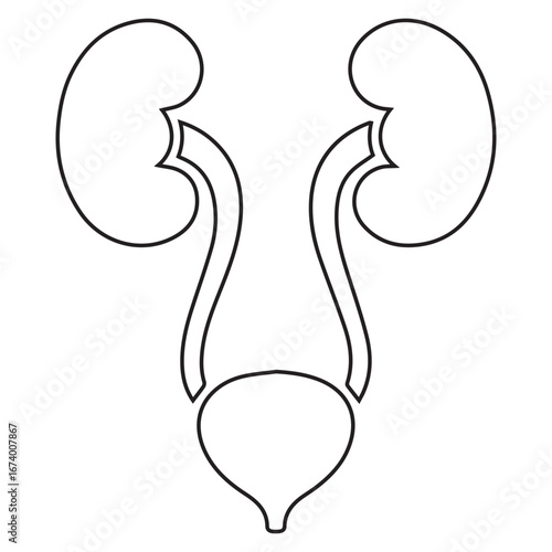 human renal system, kidney and bladder silhouette icon