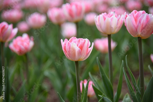 pink tulip flowers in flower bed, growing beautiful flowers, gardening concept, nature background