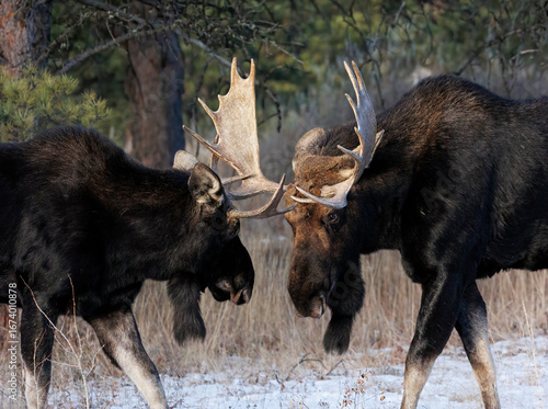 Two bull Moose sparing during rut