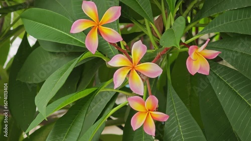 blossom frangipani on tree